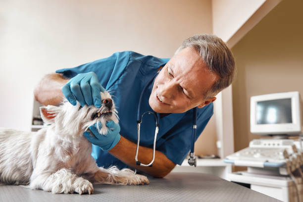 Best Root Canal Emergency Dentist  in Thorp, WI